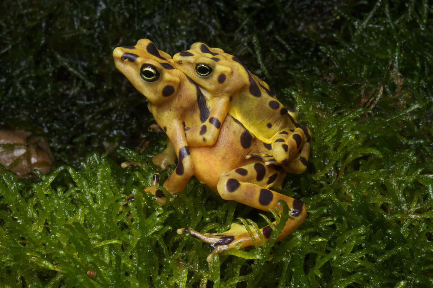 Panamanian Golden Frog Toad Glossy Poster Picture Photo Print Banner Booma Prints
