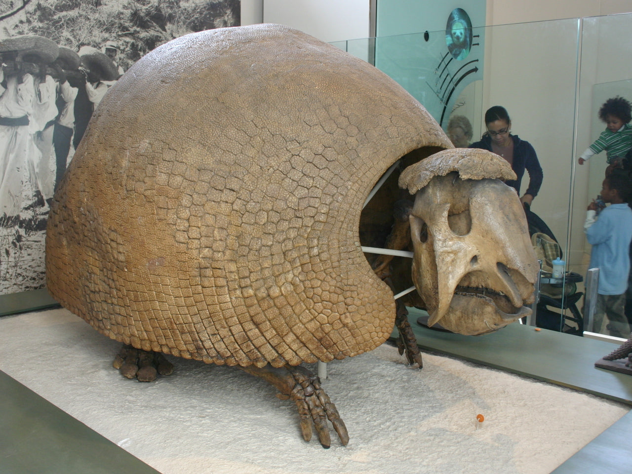 Extinct Panochthus Glyptodont Glossy Poster Picture Photo Print Banner Booma Prints