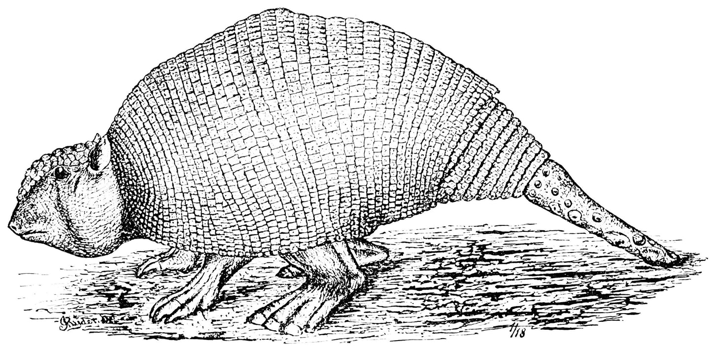 Panochthus Giant Glyptodont Glossy Poster Picture Photo Print Banner Booma Prints