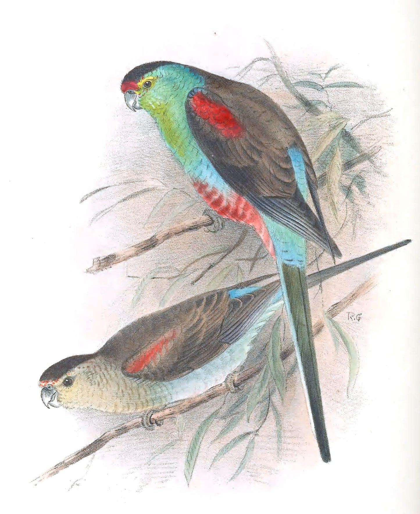 Extinct Paradise Parrot Glossy Poster Picture Photo Print Banner Booma Prints