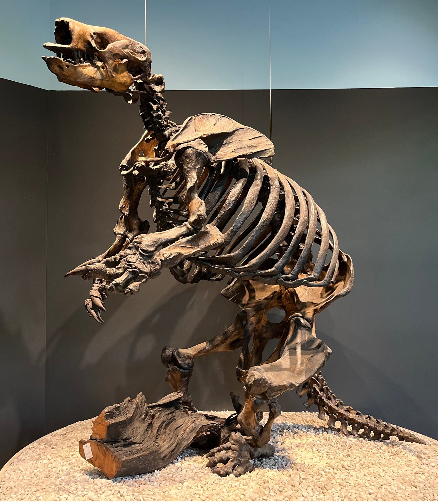 Extinct Paramylodon Skeleton Glossy Poster Picture Photo Print Banner Booma Prints