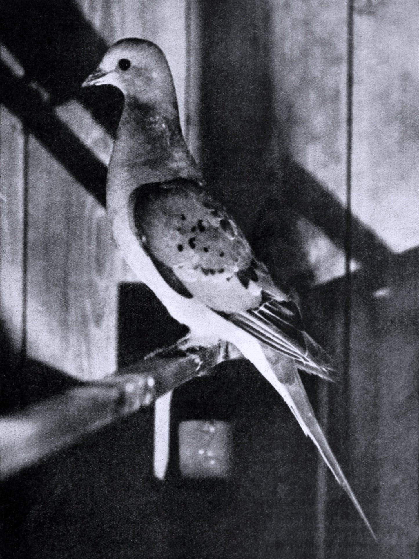 Extinct Passenger Pigeon Glossy Poster Picture Photo Print Banner Booma Prints