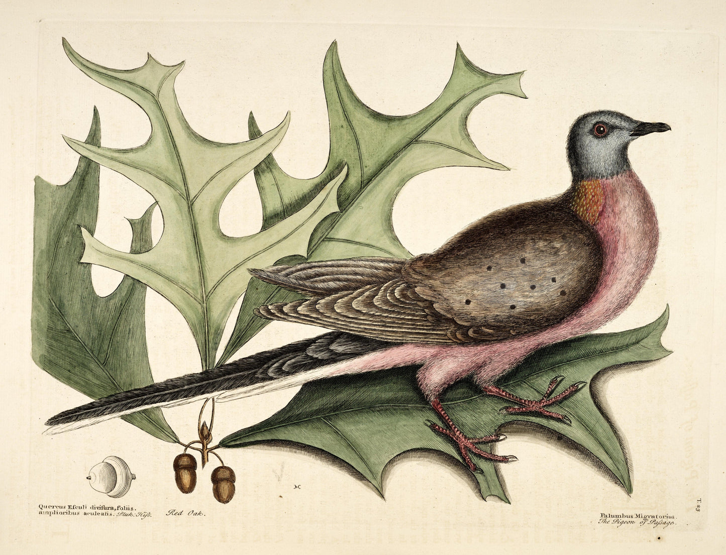 Extinct Passenger Wild Pigeon Glossy Poster Picture Photo Print Banner Booma Prints