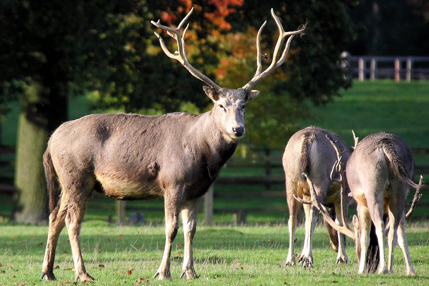 Pere David'S Deer Fawn Glossy Poster Picture Photo Print Banner Booma Prints