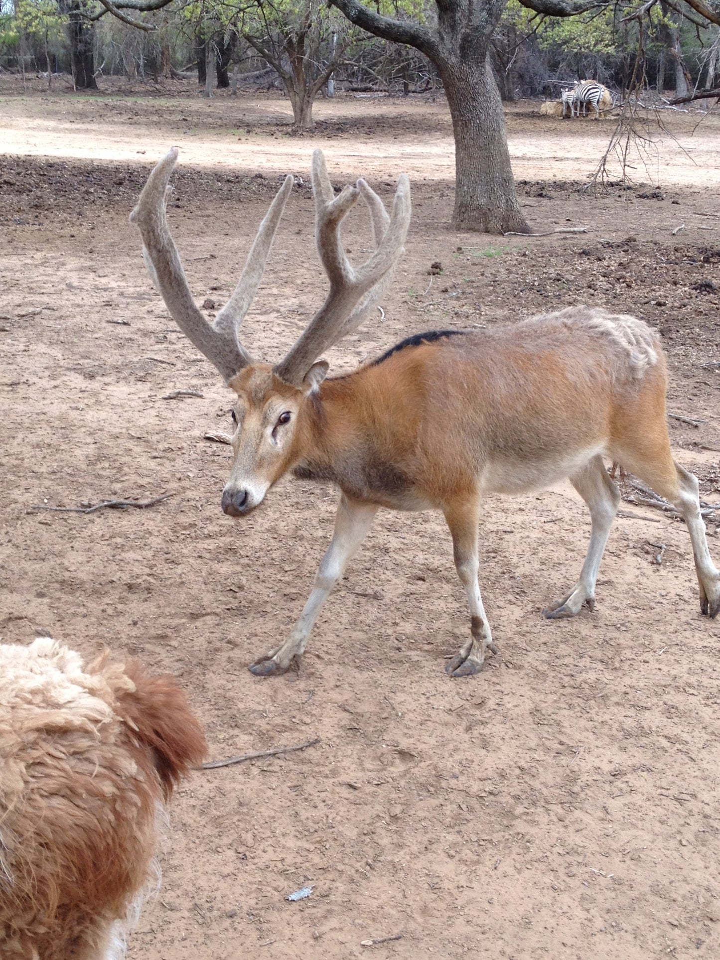 Pere David'S Deer Glossy Poster Picture Photo Print Banner Booma Prints