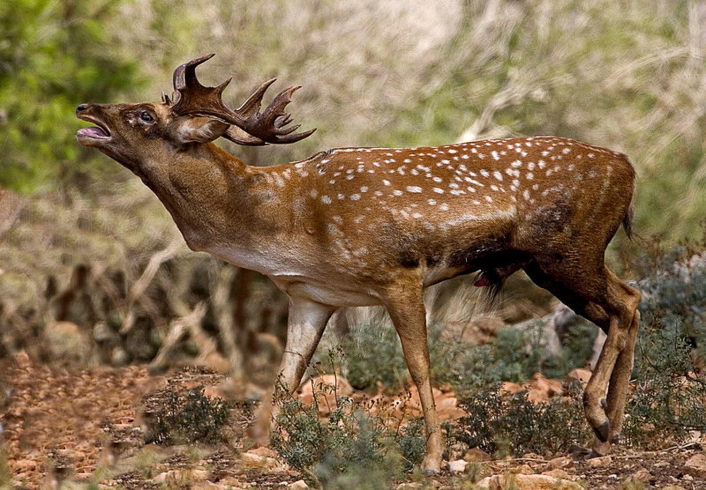 Persian Fallow Deer Glossy Poster Picture Photo Print Banner Booma Prints