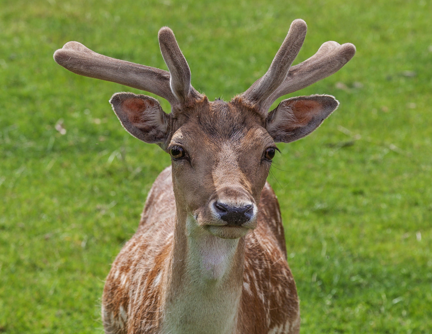 Persian Fallow Deer Middle East Glossy Poster Picture Photo Print Banner Booma Prints