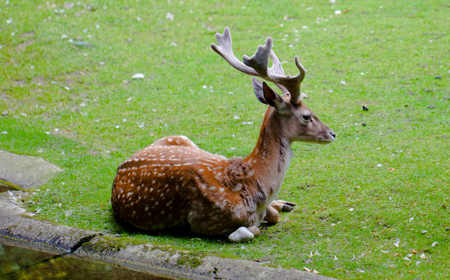 Persian Fallow Deer Iran Glossy Poster Picture Photo Print Banner Booma Prints