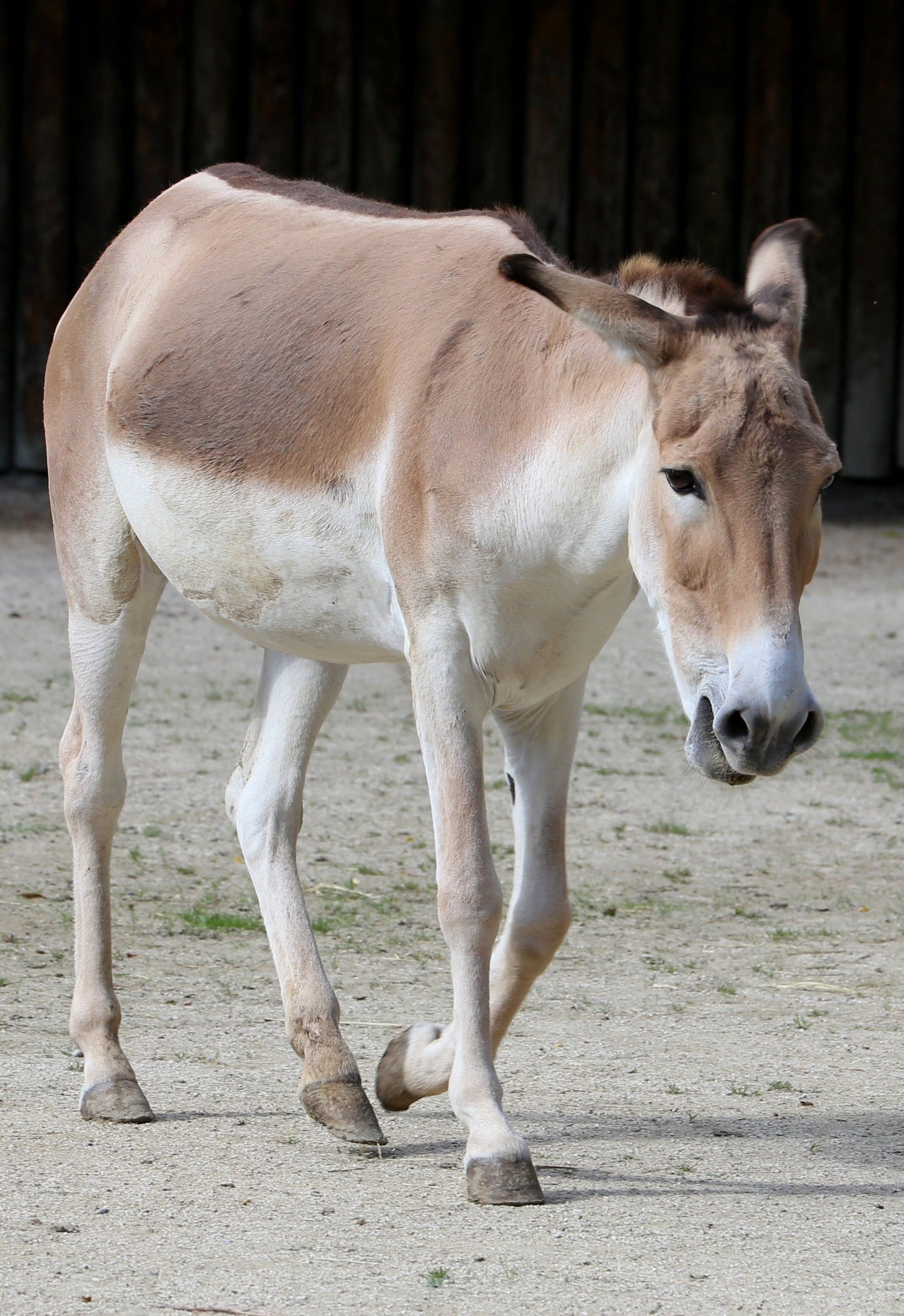 Persian Onager Zebra Glossy Poster Picture Photo Print Banner Booma Prints