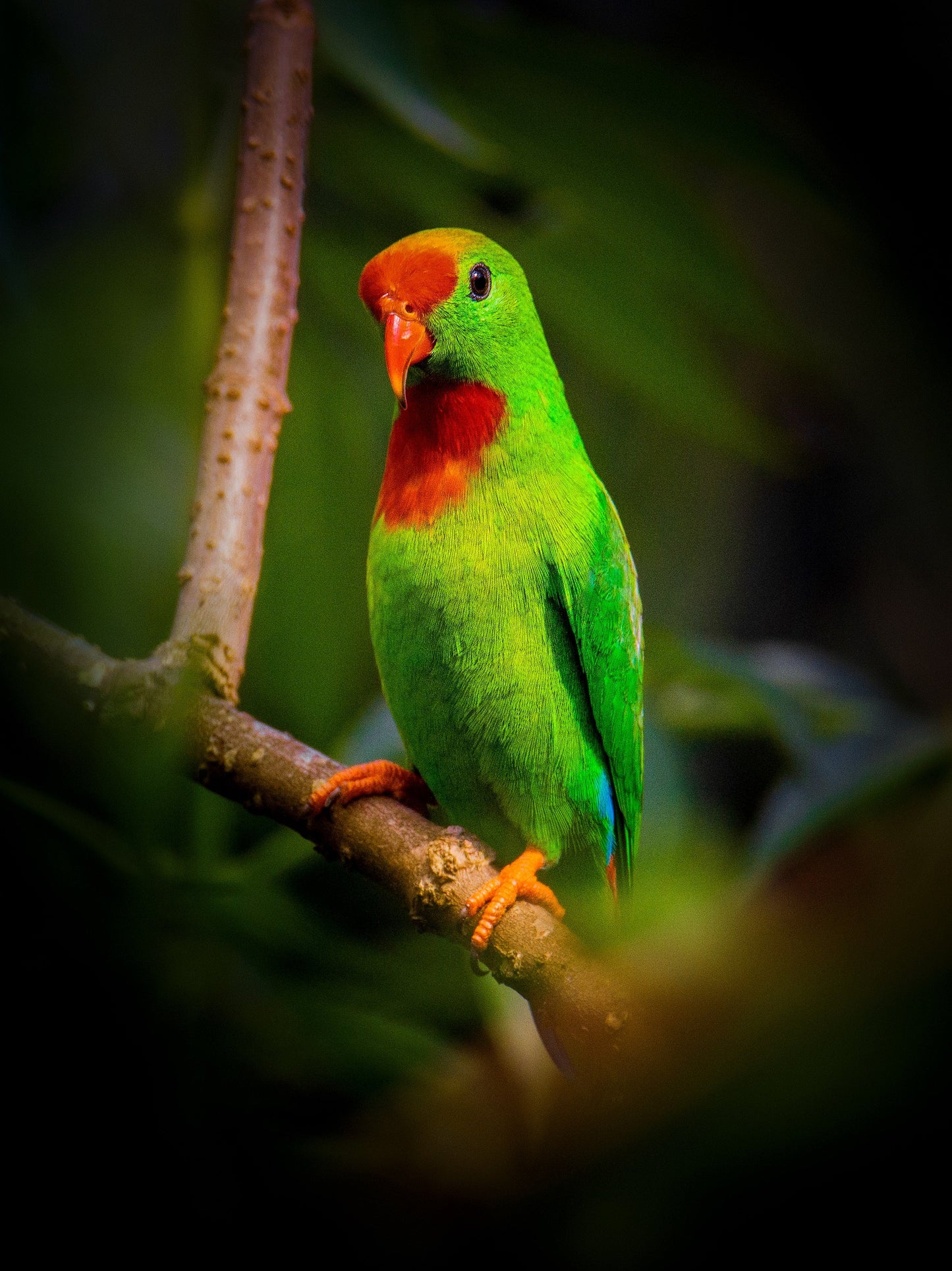 Philippine Hanging Parrot Glossy Poster Picture Photo Print Banner Booma Prints