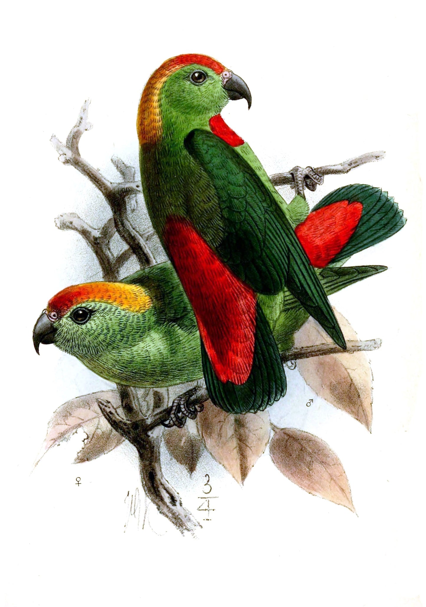 Philippine Hanging Parrot Green Glossy Poster Picture Photo Print Banner Booma Prints