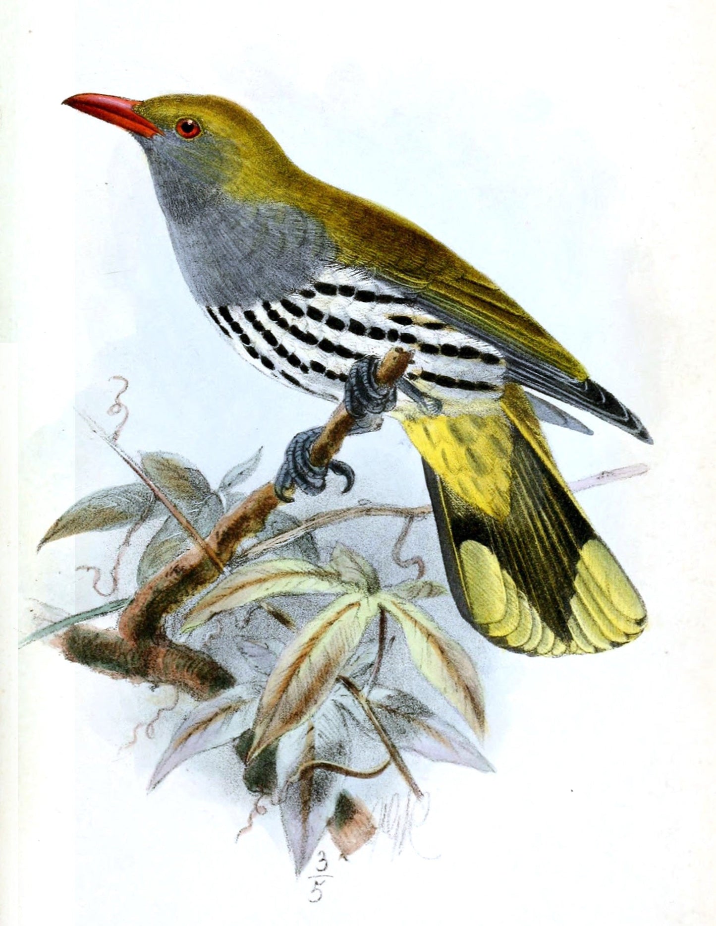 Extinct Philippine Oriole Bird Glossy Poster Picture Photo Print Banner Booma Prints