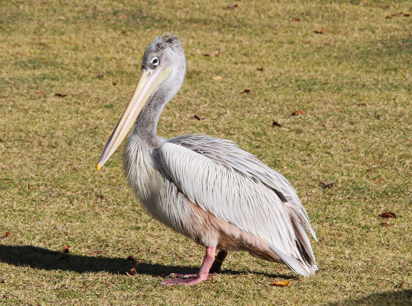 Pink Backed Pelican Bird Glossy Poster Picture Photo Print Banner Booma Prints