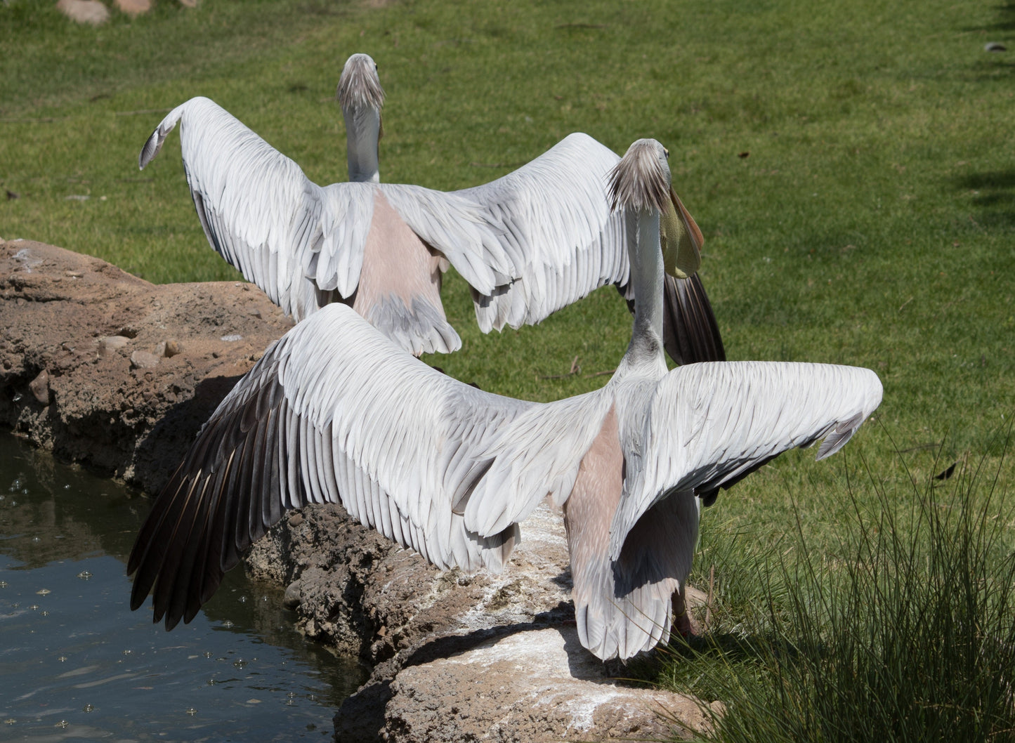 Pink Backed Pelican Bird Africa Glossy Poster Picture Photo Print Banner Booma Prints