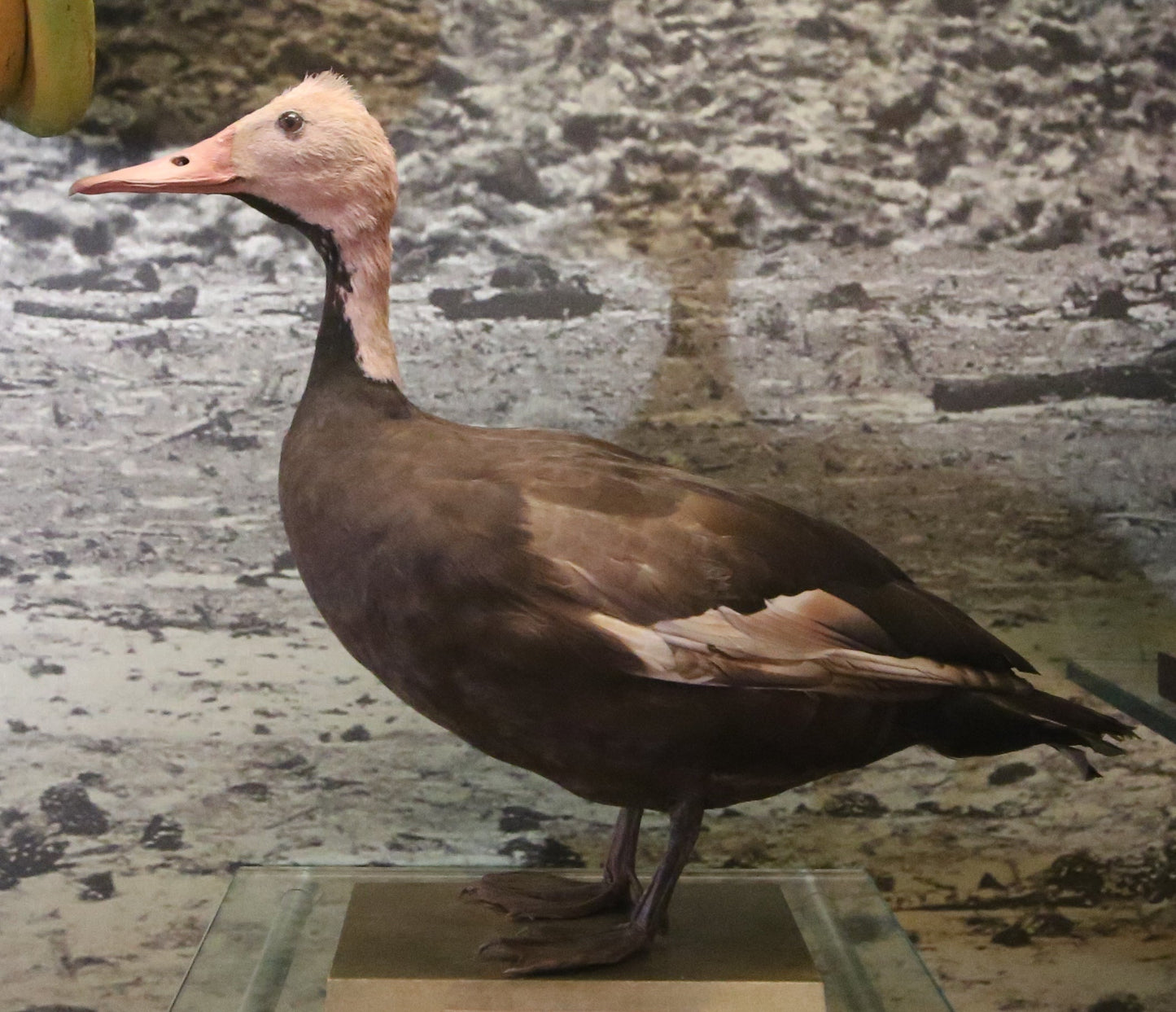 Pink Headed Duck Glossy Poster Picture Photo Print Banner Booma Prints
