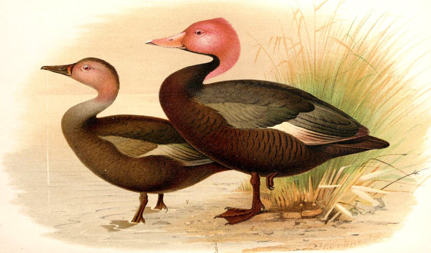 Pink Headed Duck Diving Duck Glossy Poster Picture Photo Print Banner Booma Prints