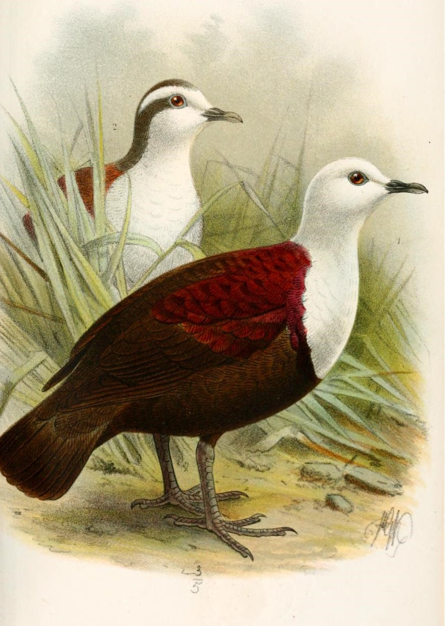 Extinct Polynesian Ground Dove Glossy Poster Picture Photo Print Banner Booma Prints
