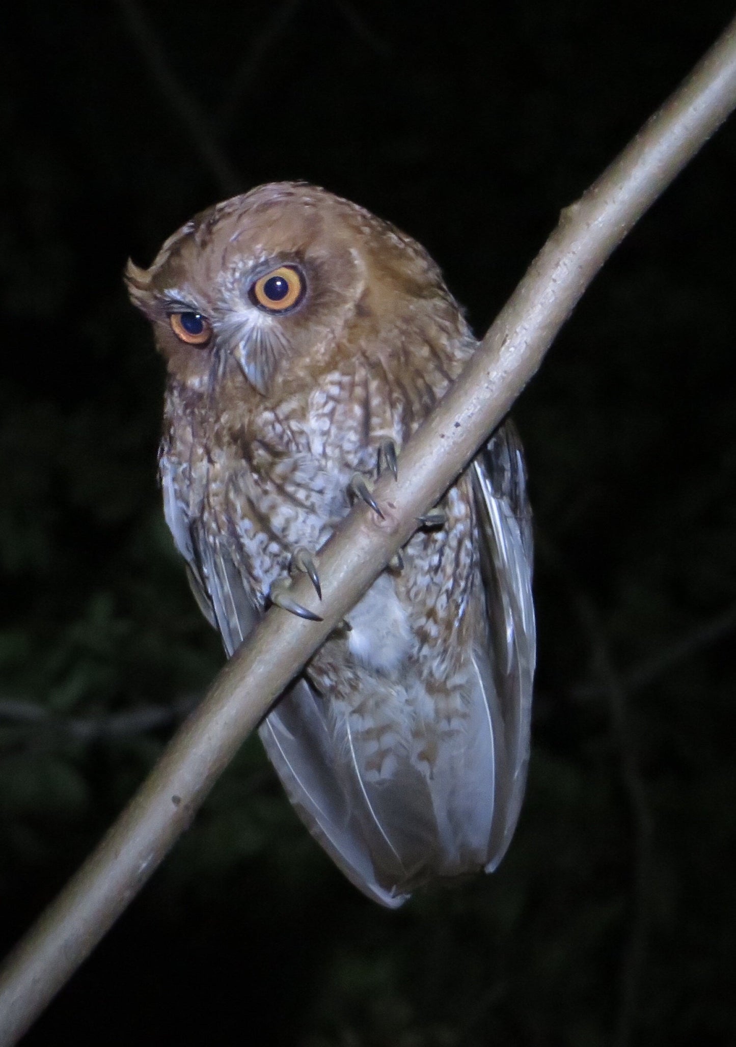 Puerto Rican Owl Mucaro Comun Glossy Poster Picture Photo Print Banner Booma Prints