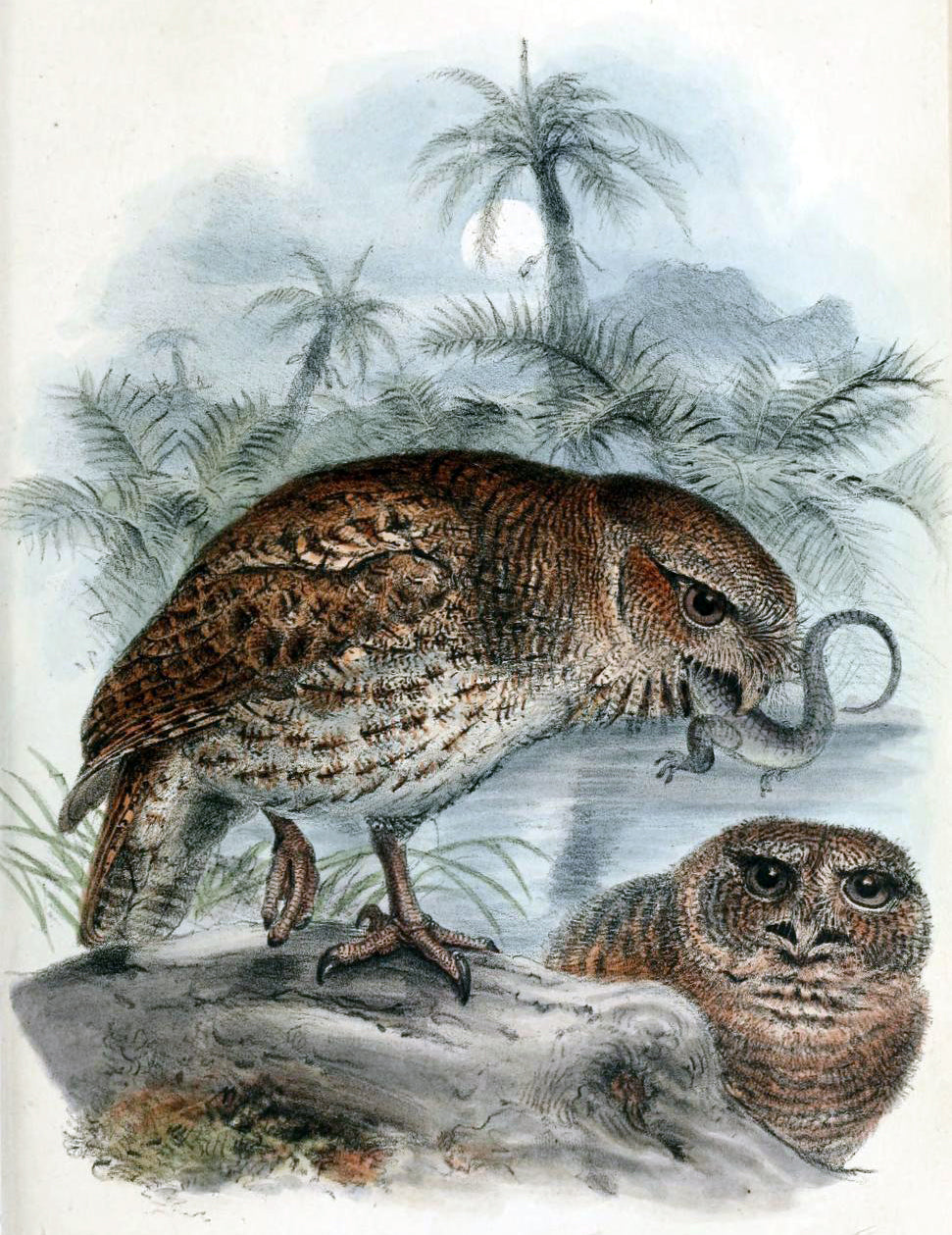 Puerto Rican Owl Screech Owl Glossy Poster Picture Photo Print Banner Booma Prints