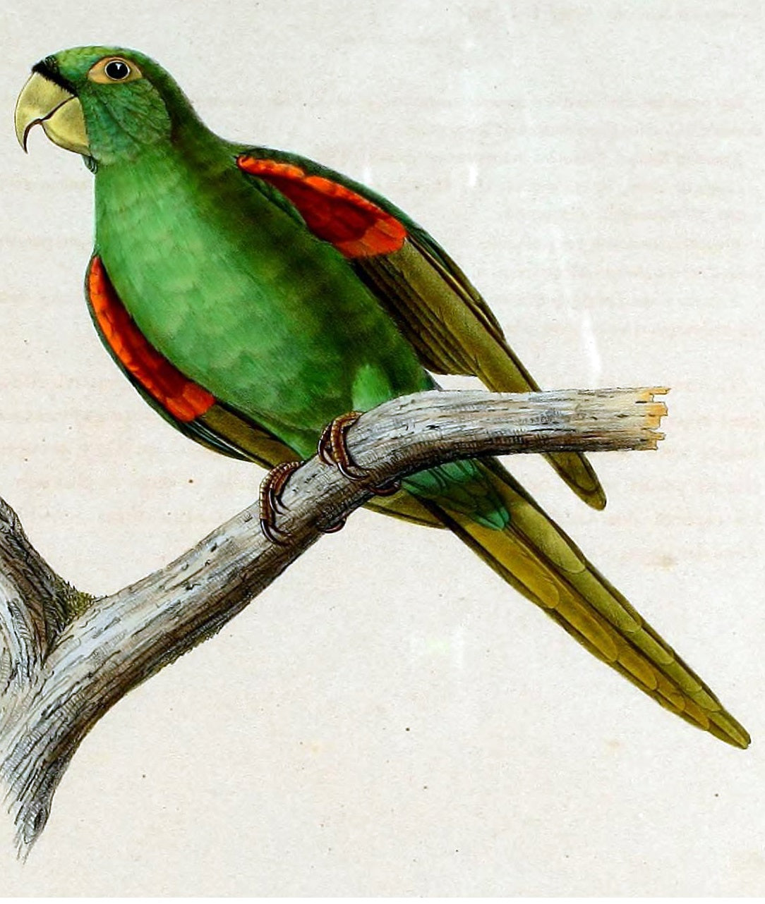 Extinct Puerto Rican Parakeet Glossy Poster Picture Photo Print Banner Booma Prints