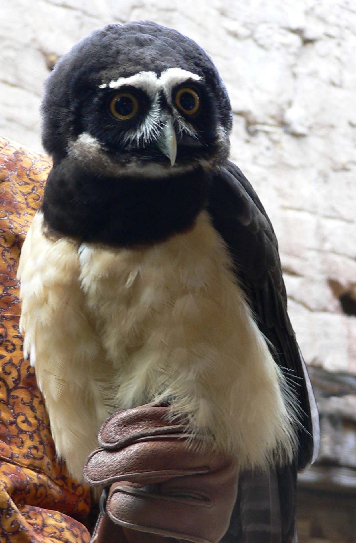 Pulsatrix Spectacled Owl Glossy Poster Picture Photo Print Banner Booma Prints