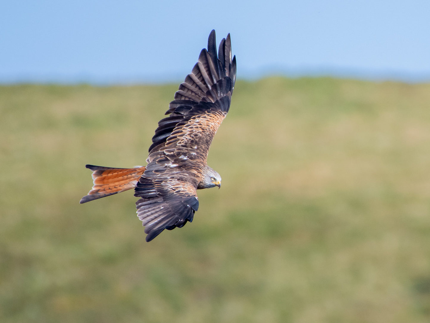 Red Kite Bird Of Prey Glossy Poster Picture Photo Print Banner Booma Prints