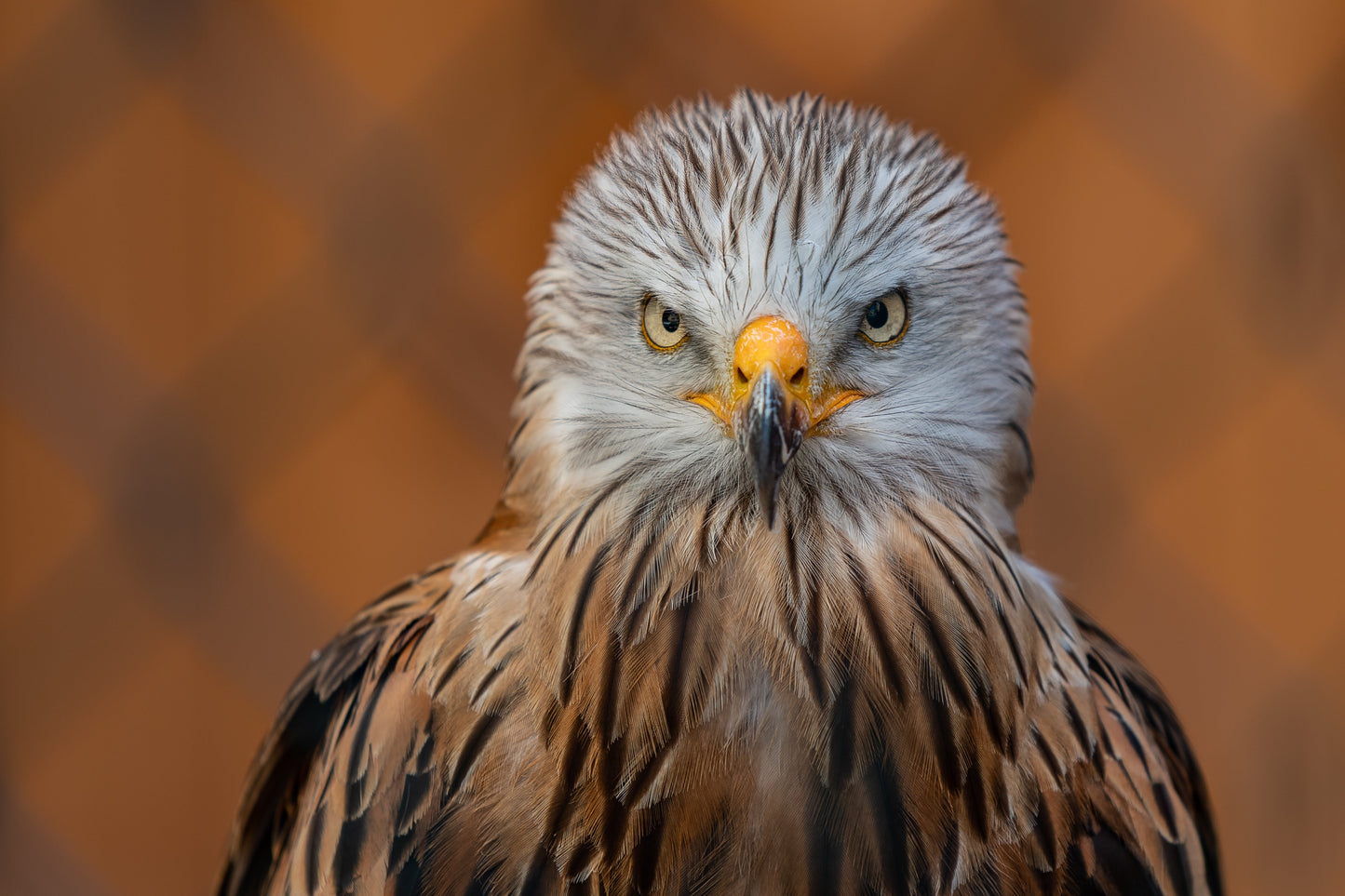 Red Kite Bird Of Prey Europe Glossy Poster Picture Photo Print Banner Booma Prints