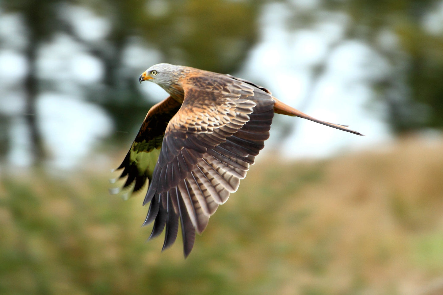 Red Kite Bird Of Prey Raptor Glossy Poster Picture Photo Print Banner Booma Prints