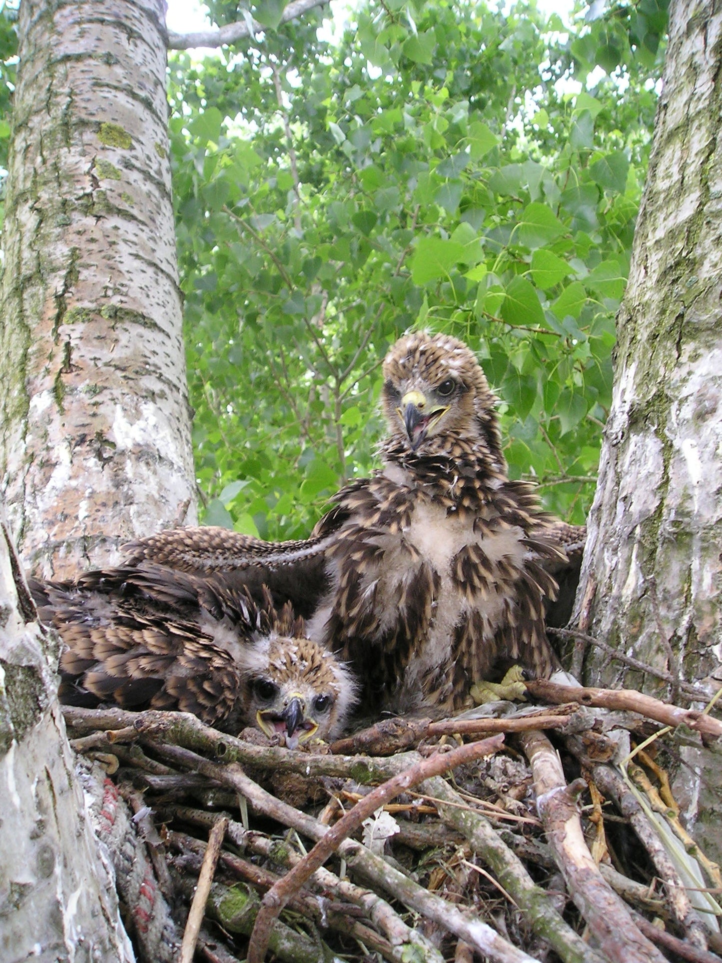 Red Kite Chicks In Nest Glossy Poster Picture Photo Print Banner Booma Prints
