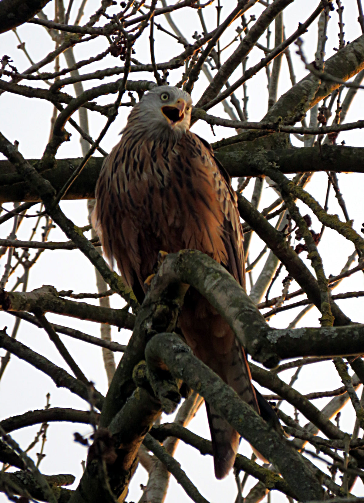 Red Kite Bird In Tree Glossy Poster Picture Photo Print Banner Booma Prints
