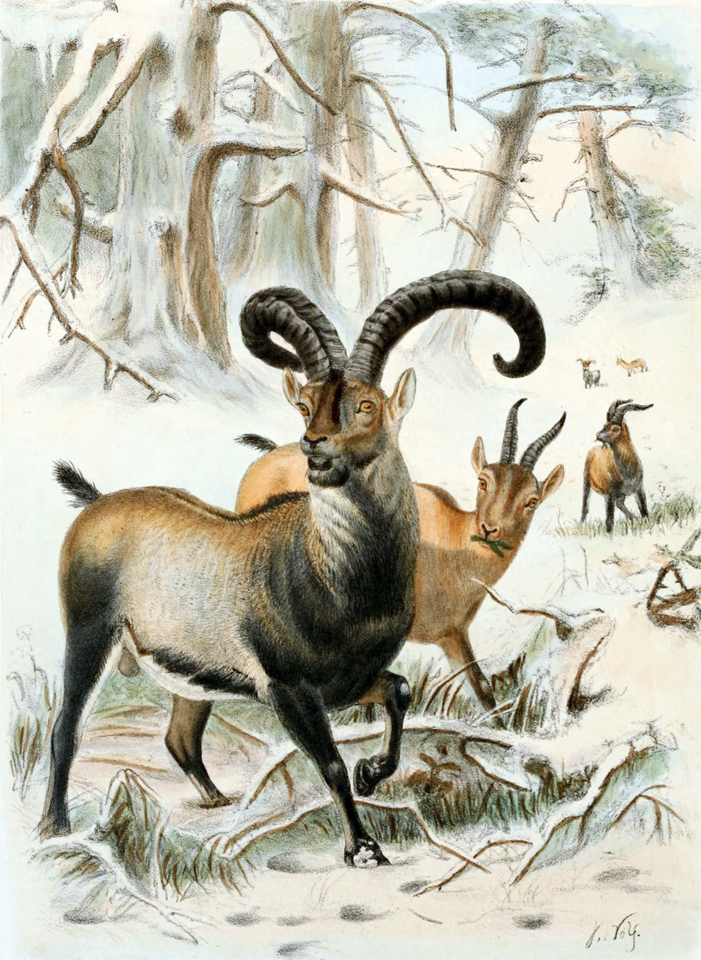 Extinct Pyrenean Ibex Glossy Poster Picture Photo Print Banner Booma Prints