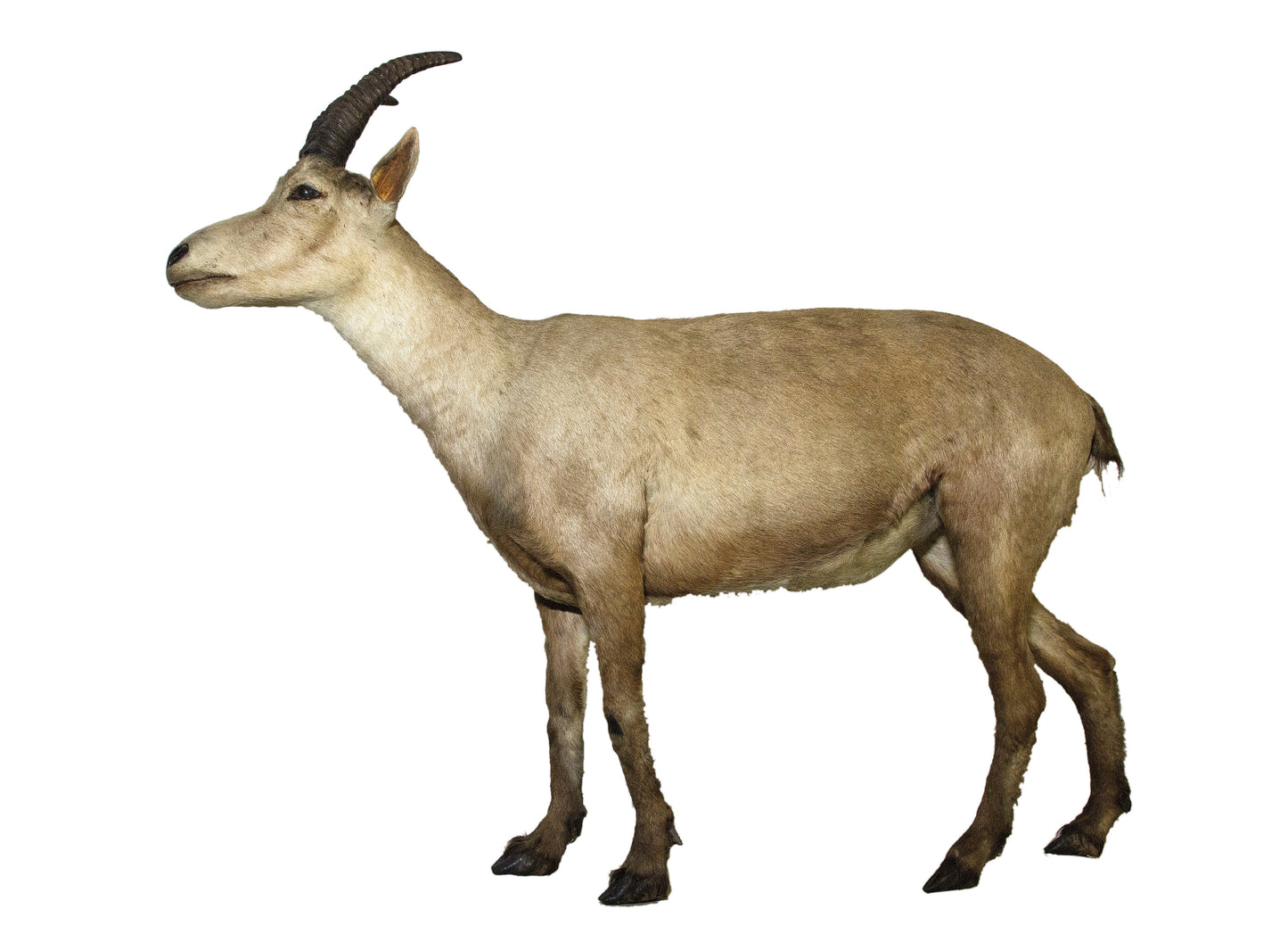 Extinct Pyrenean Ibex Bucardo Glossy Poster Picture Photo Print Banner Booma Prints