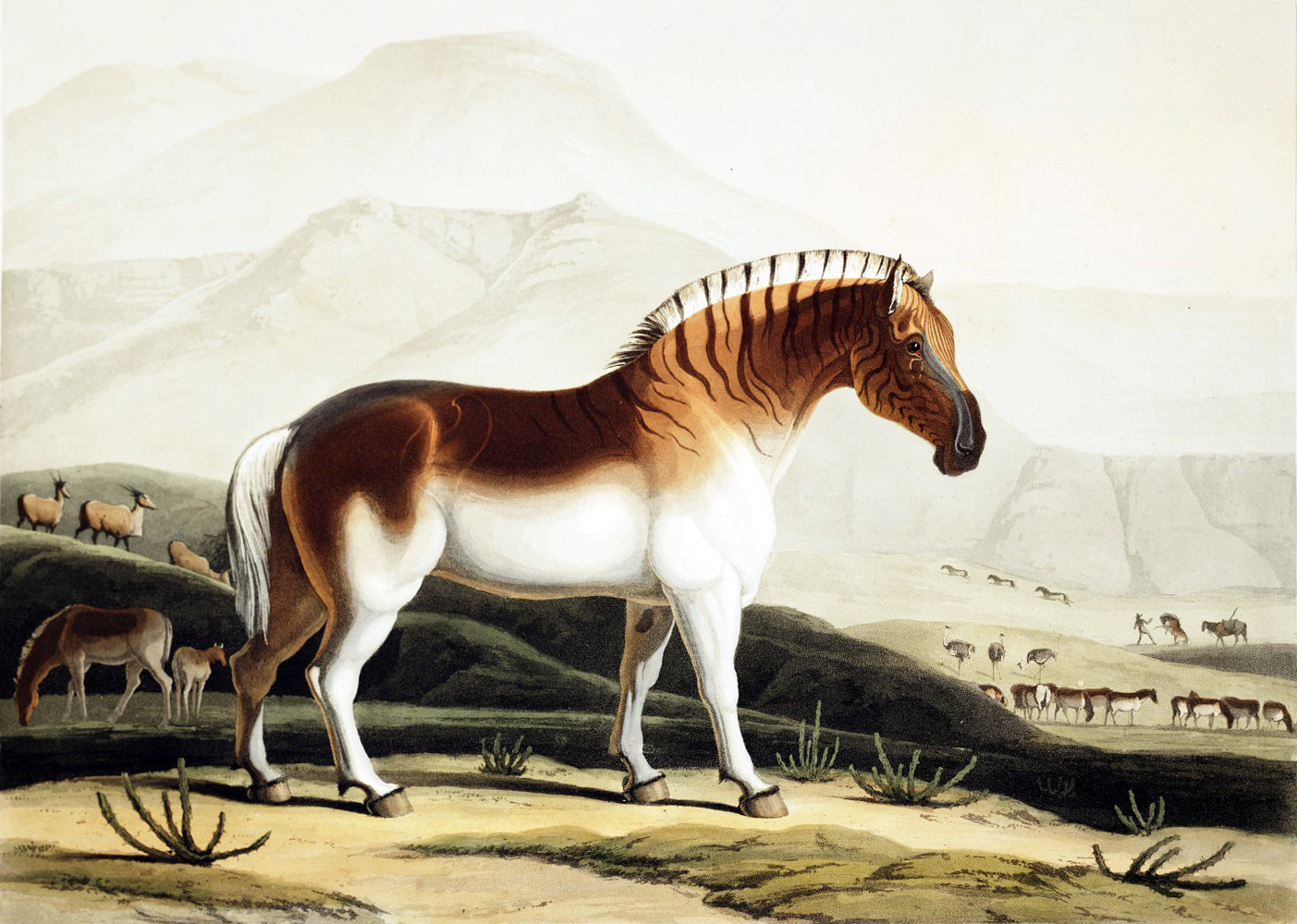Extinct Quagga Zebra Glossy Poster Picture Photo Print Banner Booma Prints