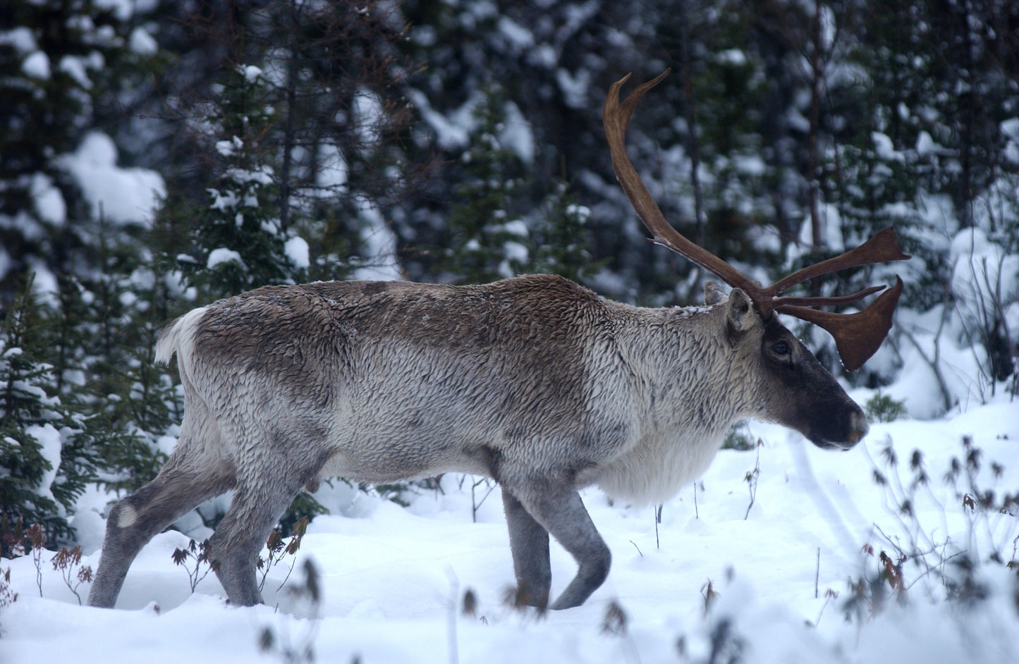Queen Charlotte Islands Caribou Glossy Poster Picture Photo Print Banner Booma Prints