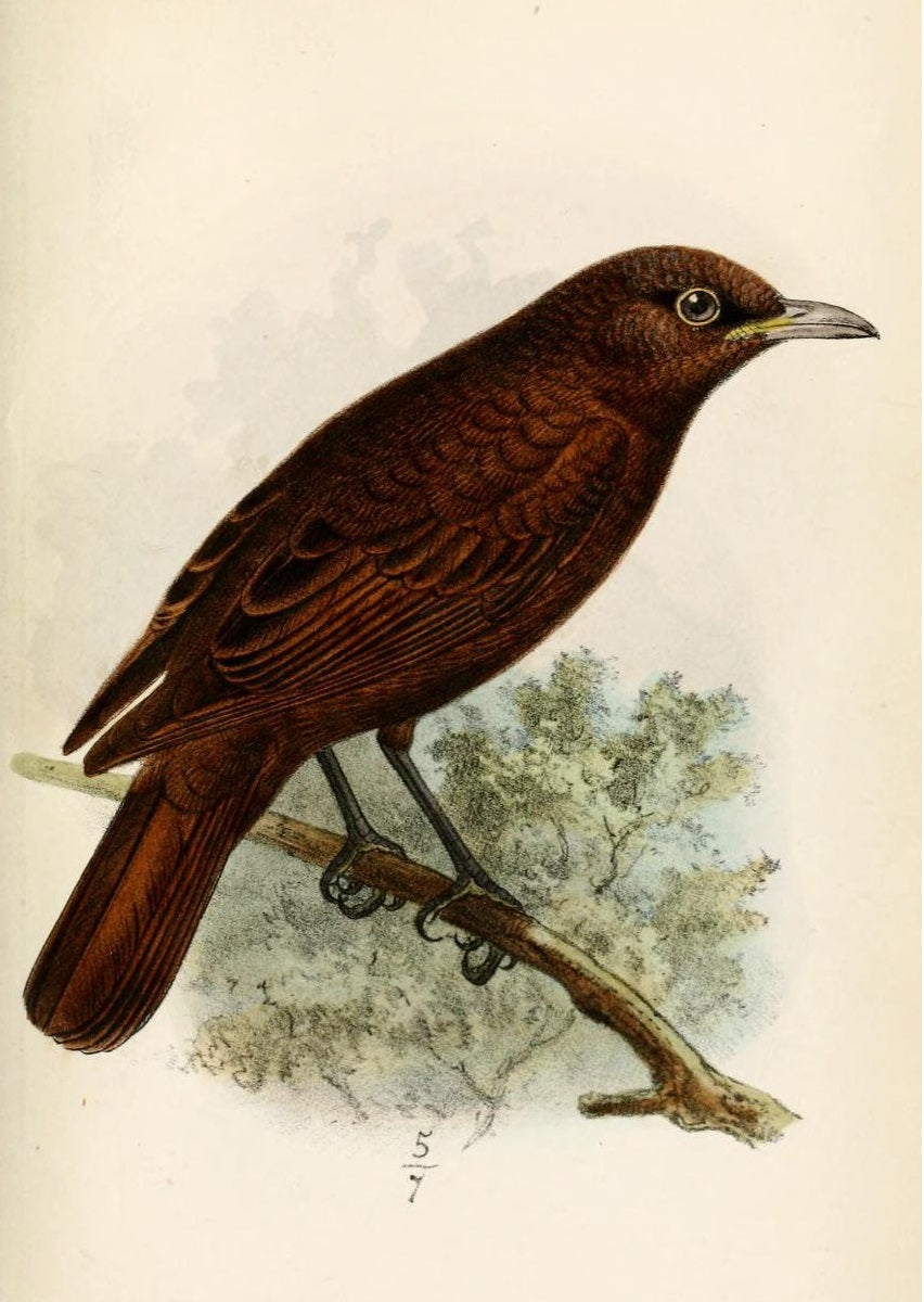 Extinct Raiatea Starling Bird Glossy Poster Picture Photo Print Banner Booma Prints