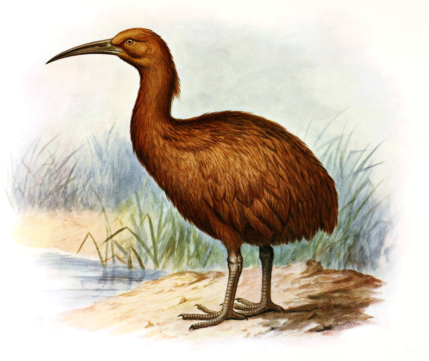 Extinct Red Rail Bird Glossy Poster Picture Photo Print Banner Booma Prints