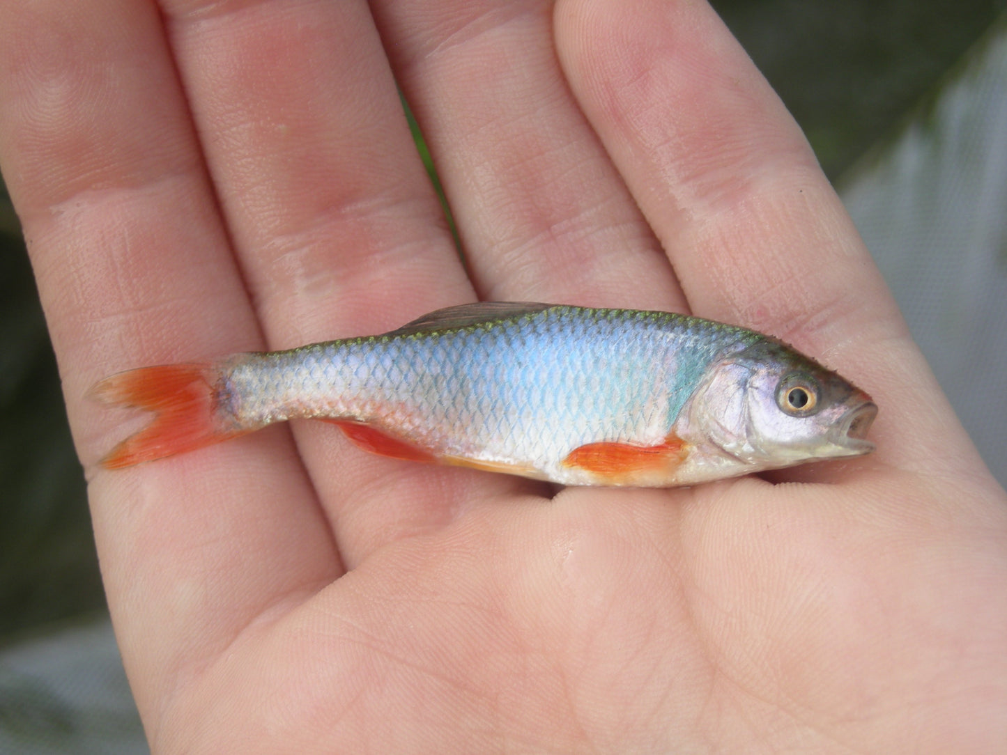Red Shiner Minnow Red Horse Glossy Poster Picture Photo Print Banner Booma Prints