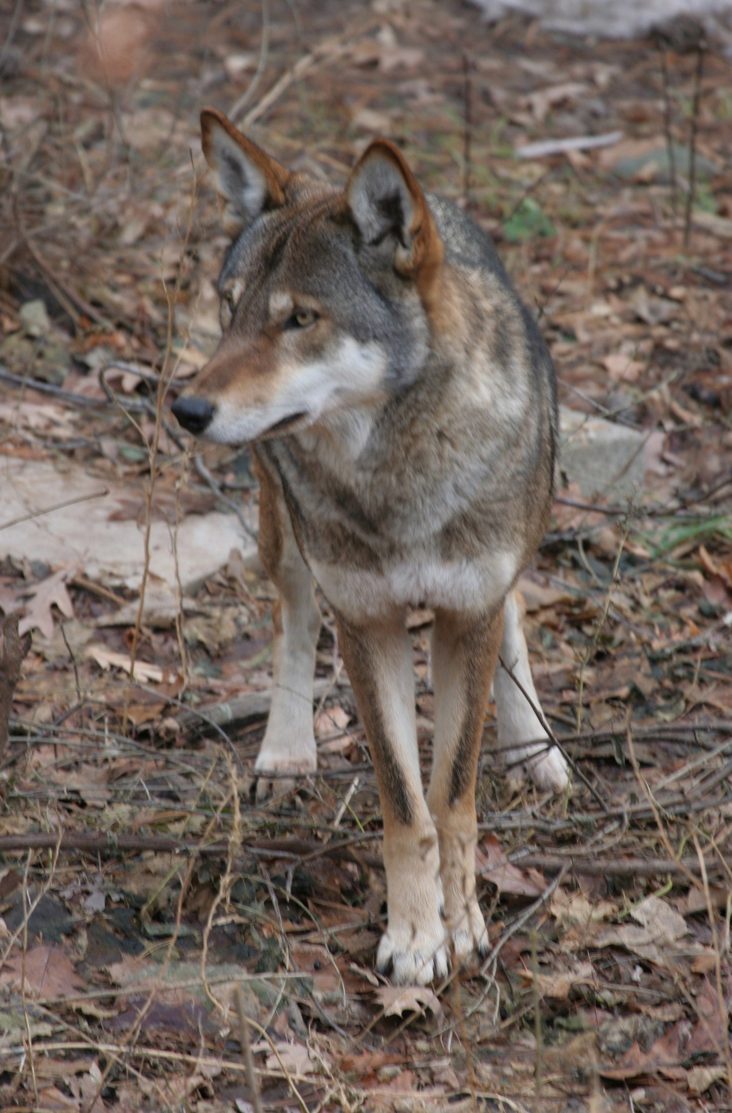 Endangered Us Red Wolf Glossy Poster Picture Photo Print Banner Booma Prints