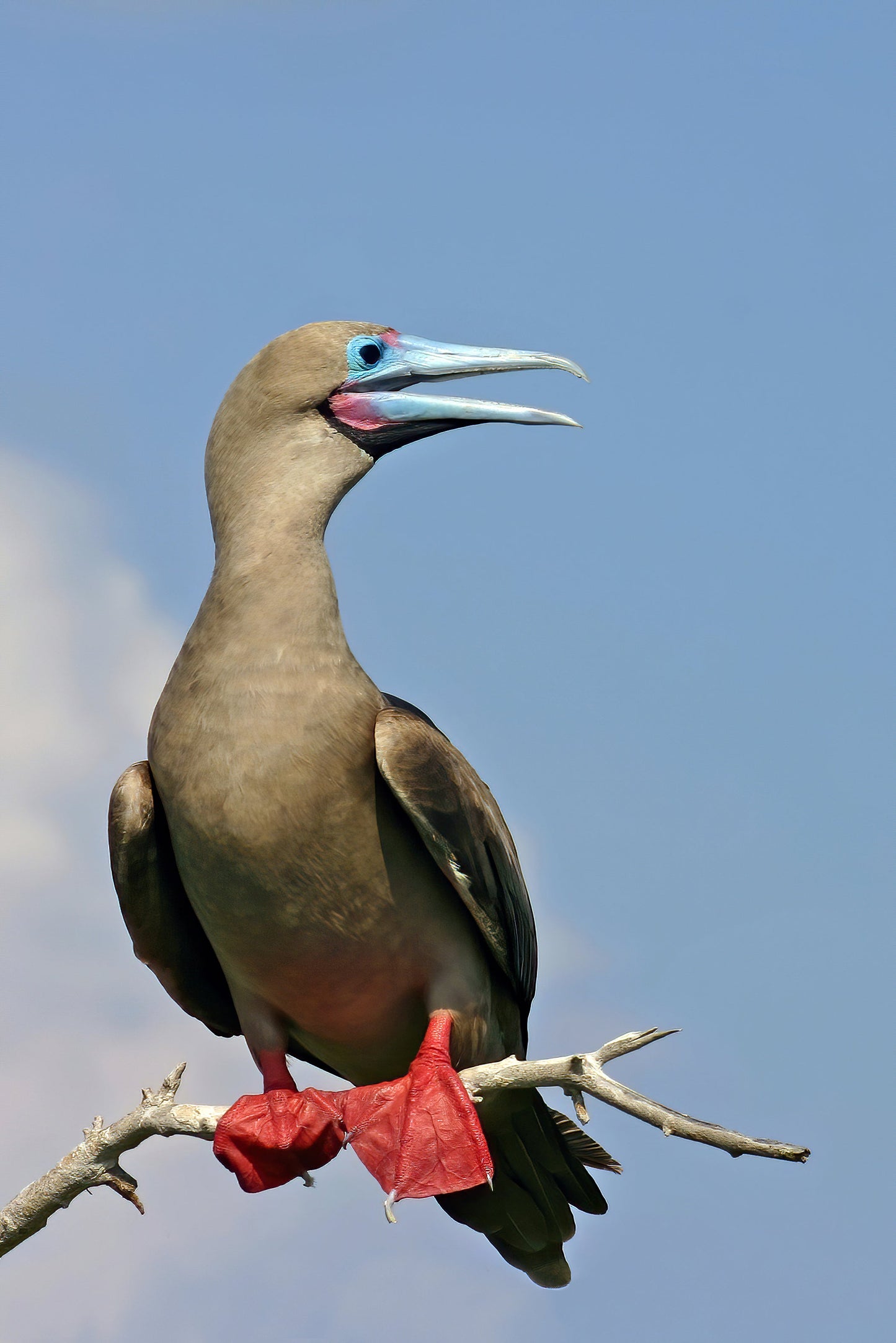 Red Footed Booby Bird Glossy Poster Picture Photo Print Banner Booma Prints