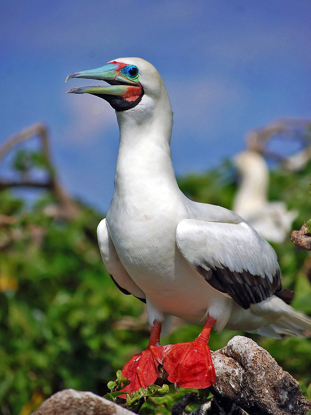 Red Footed Booby Seabird Glossy Poster Picture Photo Print Banner Booma Prints