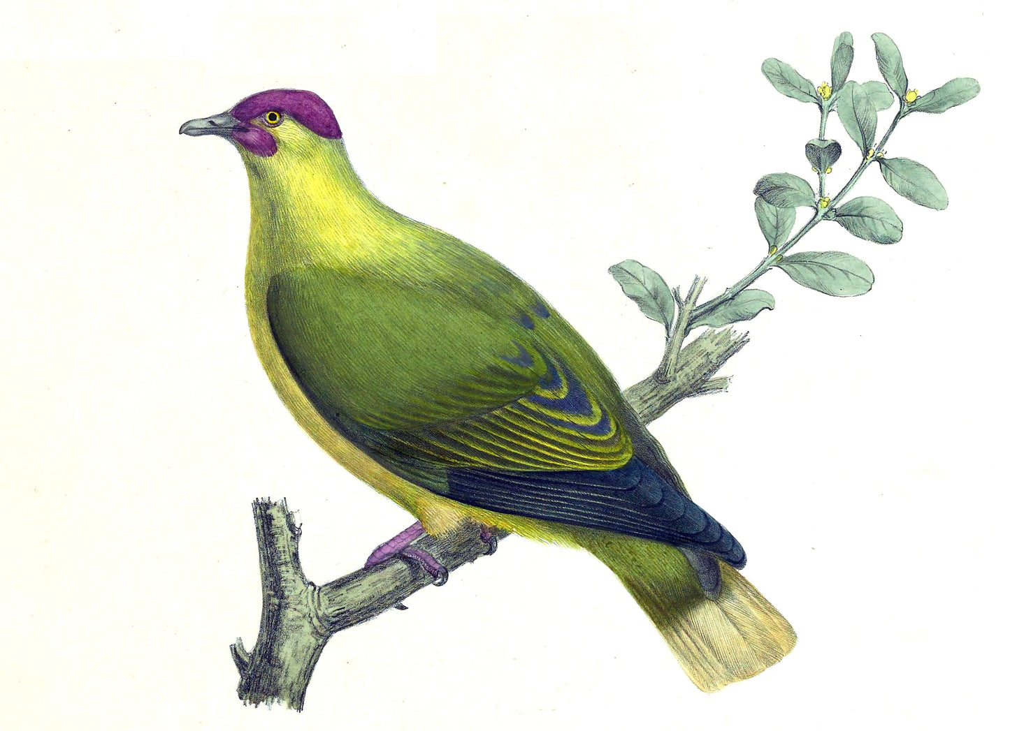Extinct Red Moustached Fruit Dove Glossy Poster Picture Photo Print Banner Booma Prints