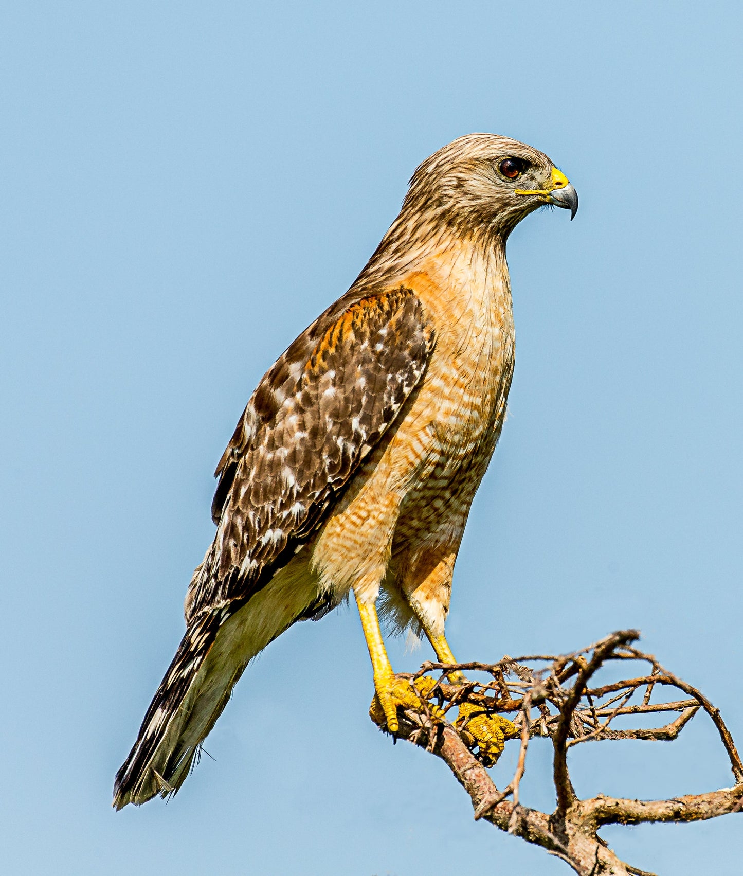 Perched Red Shouldered Hawk Glossy Poster Picture Photo Print Banner Booma Prints