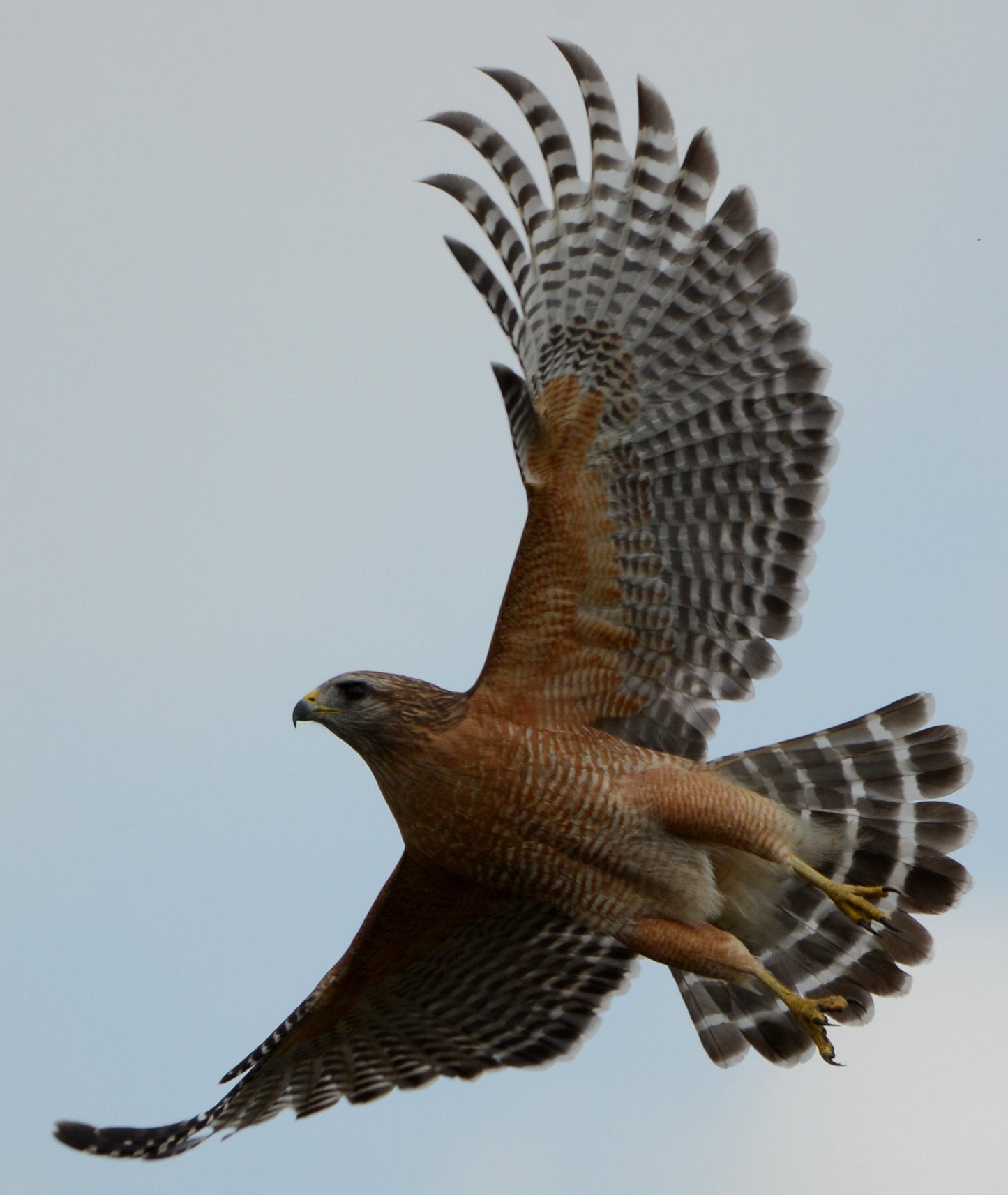 Flying Red Shouldered Hawk Glossy Poster Picture Photo Print Banner Booma Prints