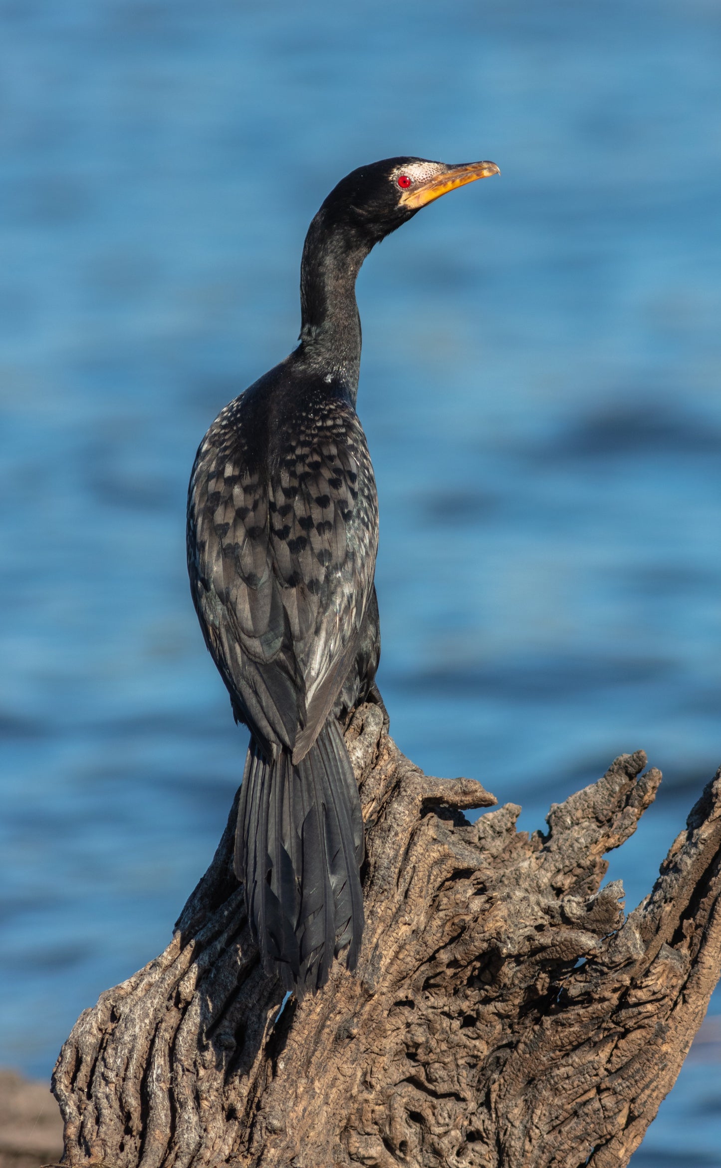 Reed Cormorant Bird Glossy Poster Picture Photo Print Banner Booma Prints