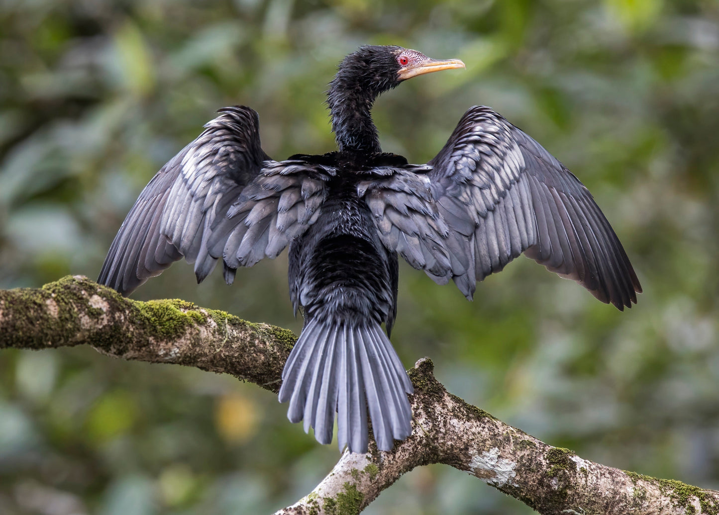 Reed Cormorant Bird Africa Glossy Poster Picture Photo Print Banner Booma Prints