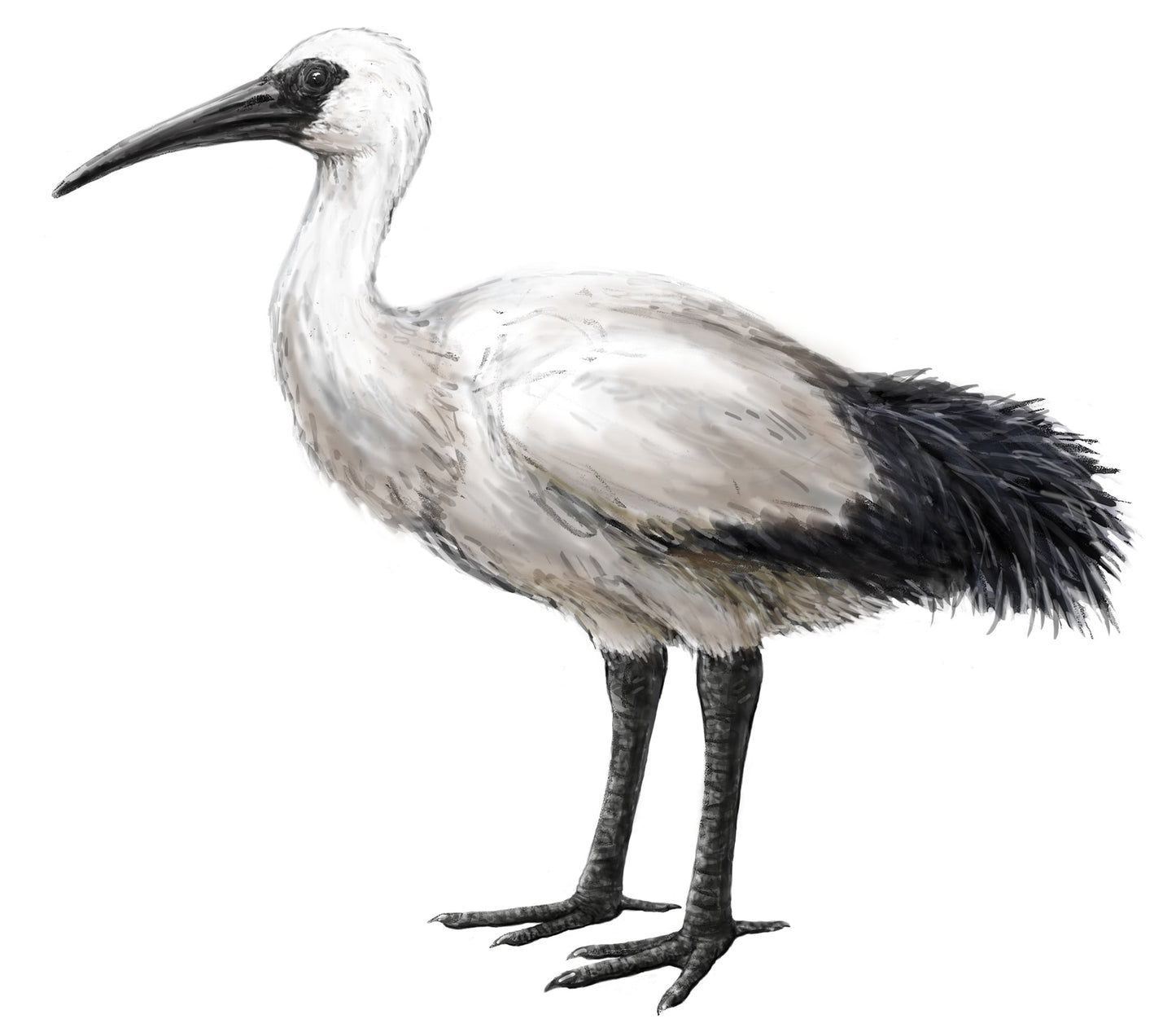 Extinct Reunion Ibis Bird Glossy Poster Picture Photo Print Banner Booma Prints