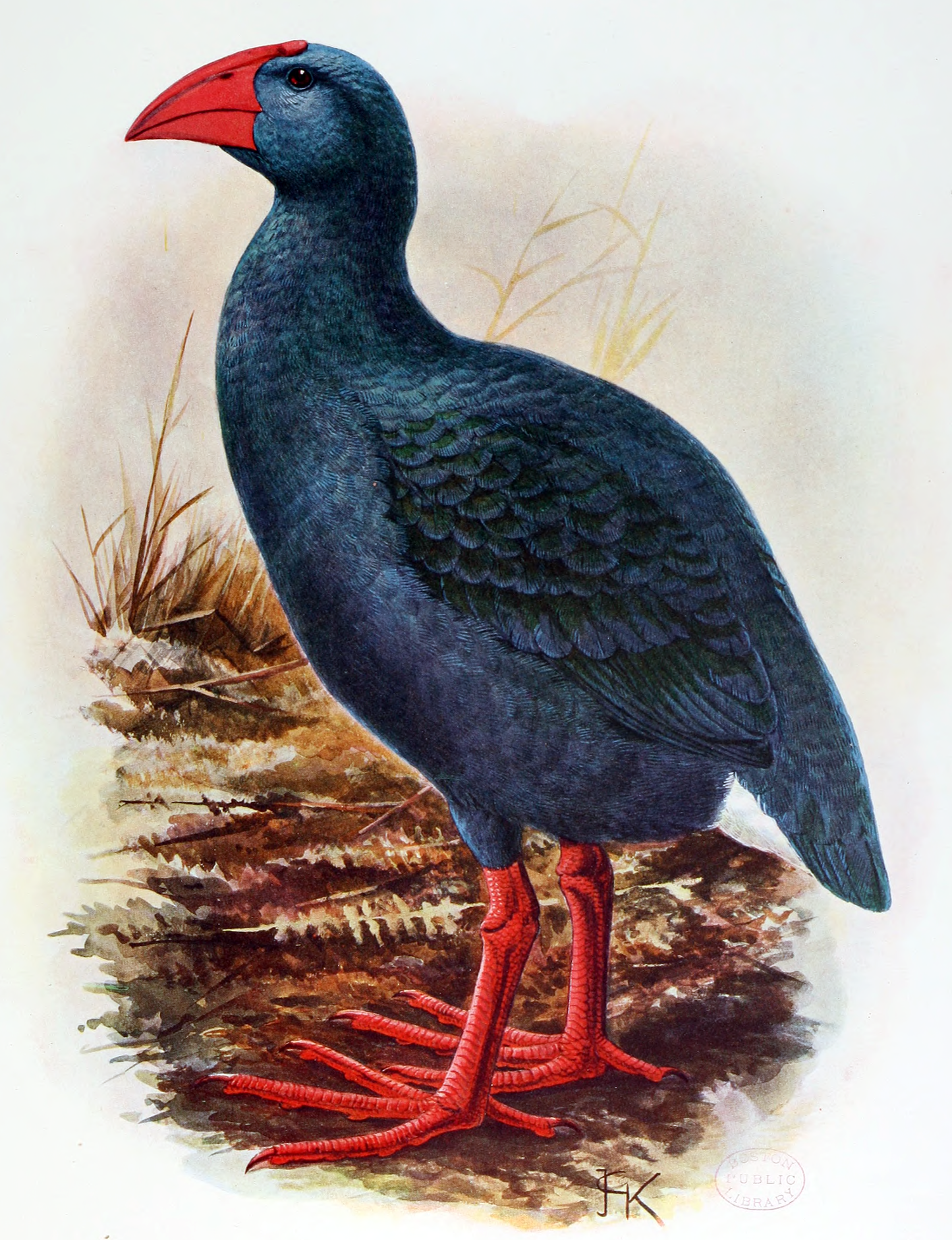 Extinct Reunion Swamphen Bird Glossy Poster Picture Photo Print Banner Booma Prints