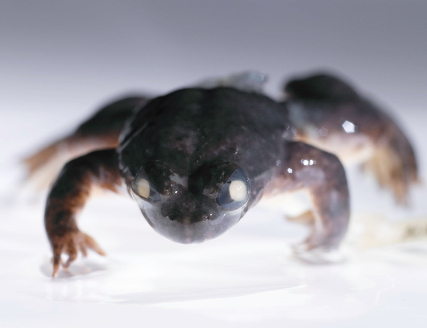 Rheobatrachus Silus Gastric Frog Glossy Poster Picture Photo Print Banner Booma Prints