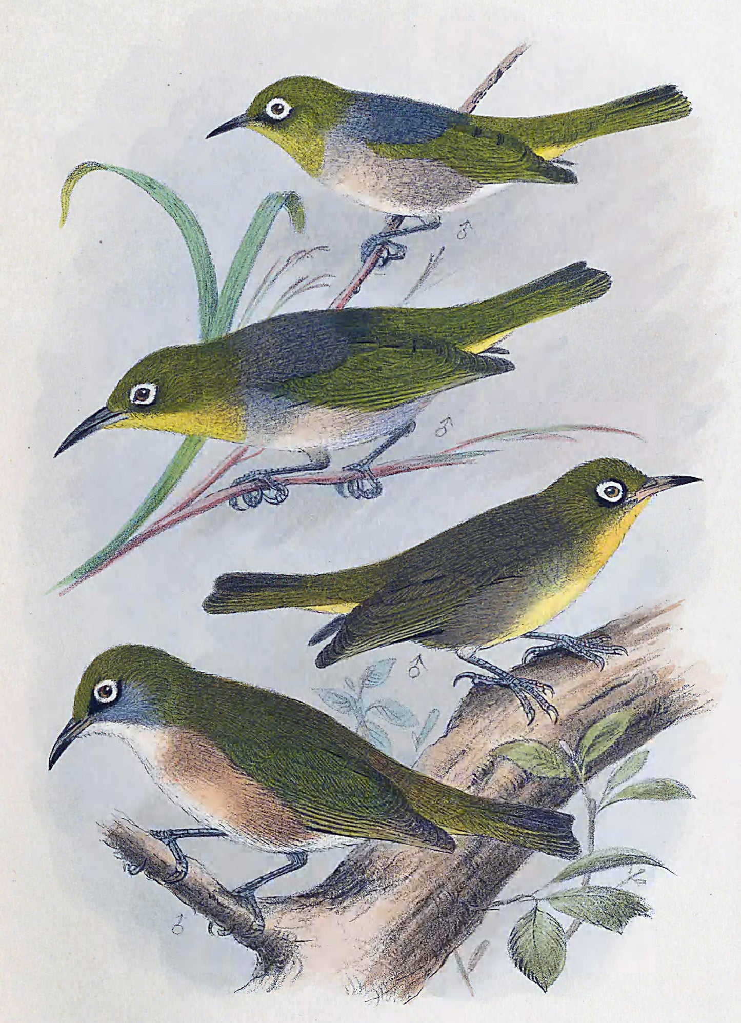 Extinct Robust White Eye Bird Glossy Poster Picture Photo Print Banner Booma Prints