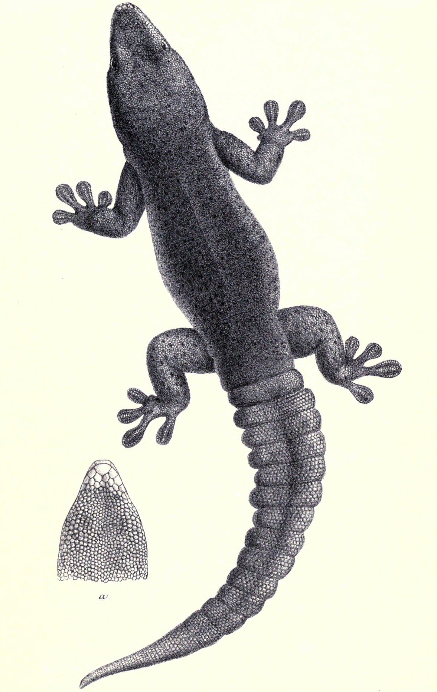 Extinct Rodrigues Day Gecko Glossy Poster Picture Photo Print Banner Booma Prints